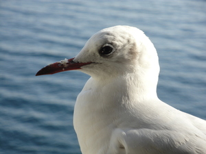 鳥の集団が…