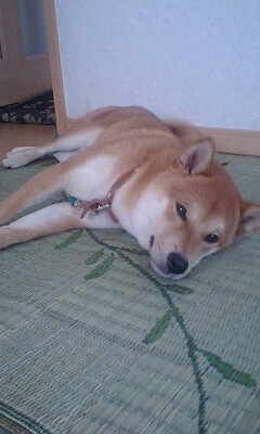 暑いですね(^_^;)