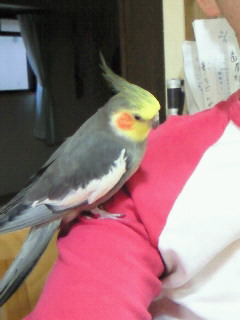 オカメインコの