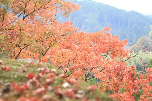 岡城