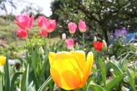 花花