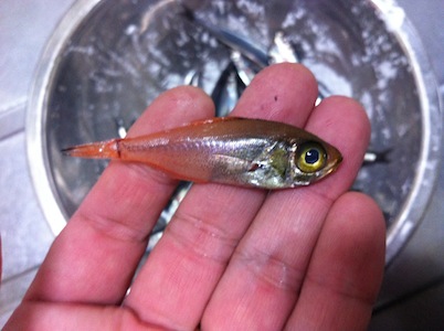 謎の魚。