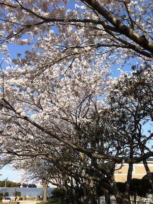 好きな桜。