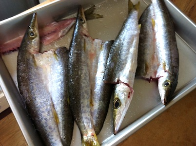 魚祭り第二弾!!