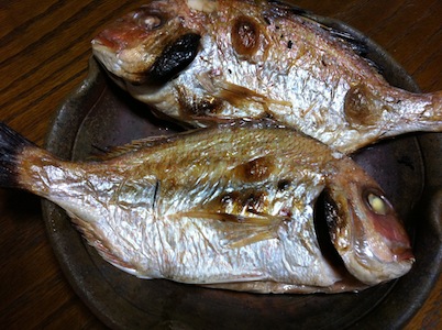 鯛が来た。