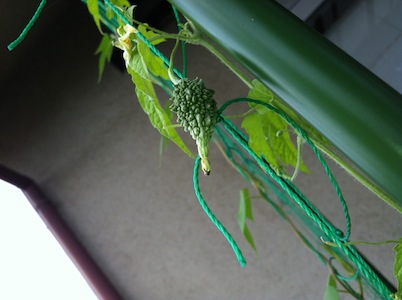 来ました!175ファーム野菜カレー!!