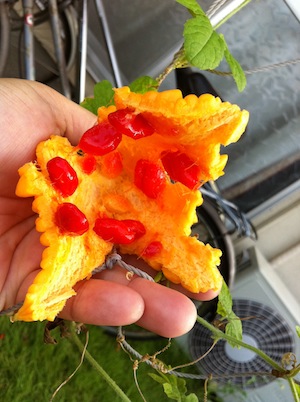 ゴーヤの終わり、夏の終わり。