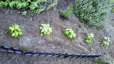 今年もゴーヤを植えてみた。