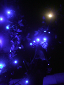 いよいよクリスマス