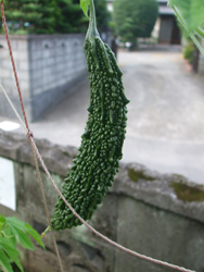ついにゴーヤを収穫