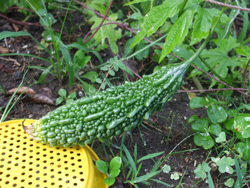 ついにゴーヤを収穫