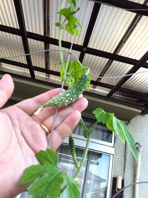 ゴーヤが大きくなっています。