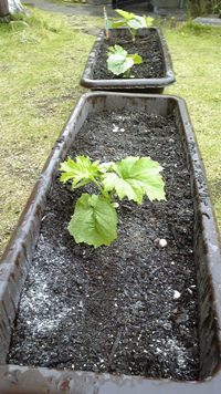 今年もゴーヤを植えてみた。