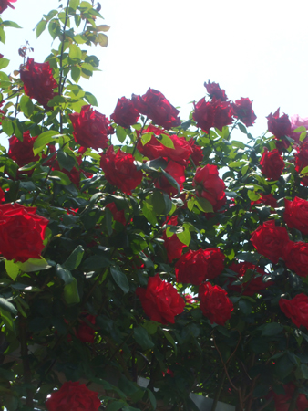 薔薇の中で