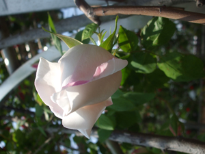 薔薇の中で