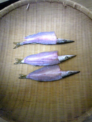 かます干物になる。
