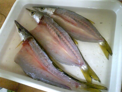かます干物になる。