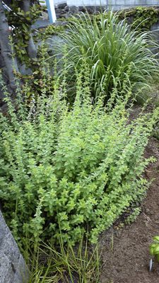 今年もゴーヤを植えてみた。