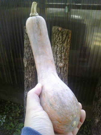 ながーいかぼちゃ。