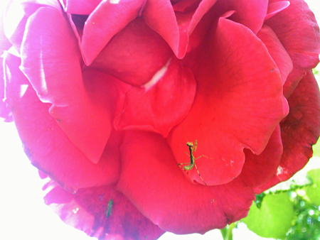 薔薇の中のカマキリ。