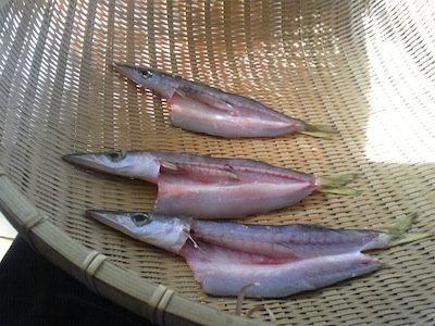 かます干物になる。