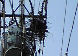 鳥の巣?爆発?