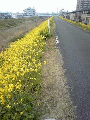 菜の花の道。