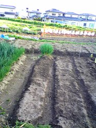 近所の畑でねぎをいただくという出来事。