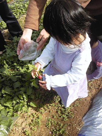 畑のラディッシュ