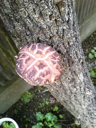 しいたけ豊作。