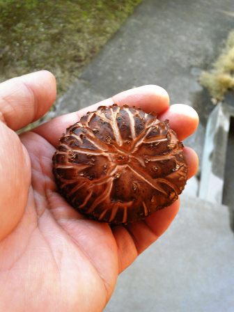 忘れた頃に復活したしいたけ
