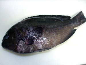 この魚は何?