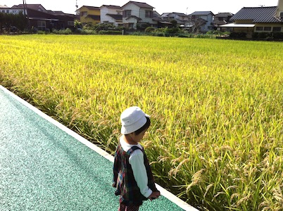 田んぼの景色。