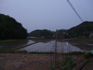 太田川のホタル