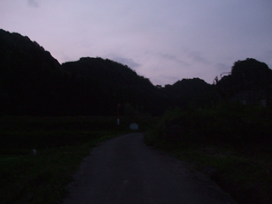 太田川のホタル