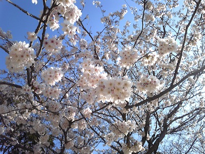 今日の桜。