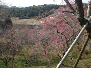吉野梅園