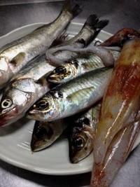 お魚など仕入れてます! お魚など仕入れてます!