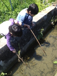 休日 クレソン採り