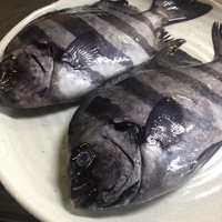 イシダイ釣ってないけど…