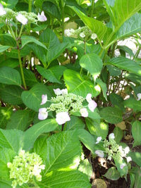 父の・・・花々✿
