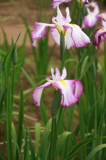 神楽女湖の花菖蒲②～♪