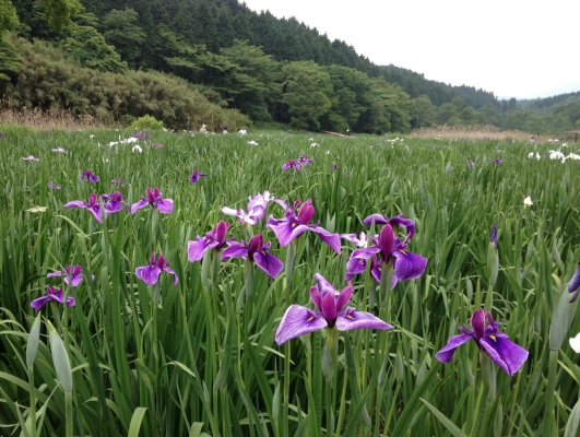 『神楽女湖』の花菖蒲♪