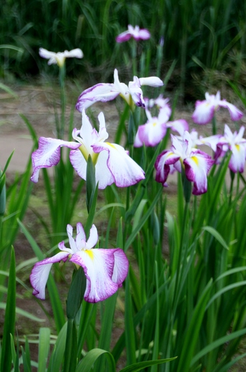 神楽女湖の花菖蒲③~♪