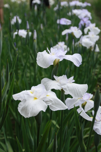 神楽女湖の花菖蒲②～♪