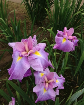 神楽女湖の花菖蒲②～♪