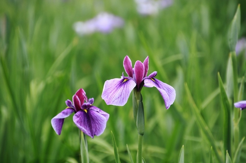 神楽女湖の花菖蒲③~♪