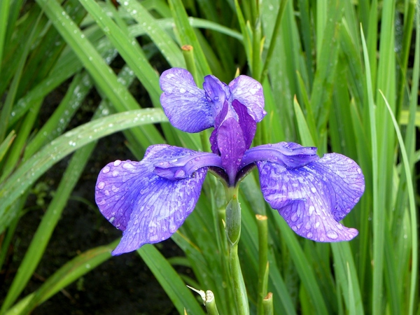 花菖蒲