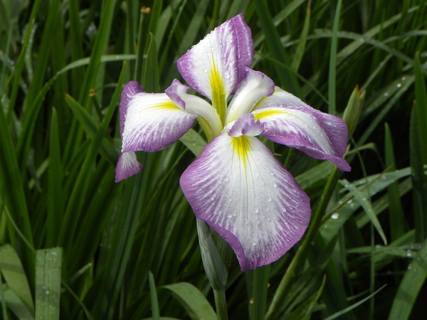 花菖蒲
