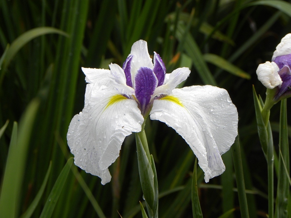 花菖蒲